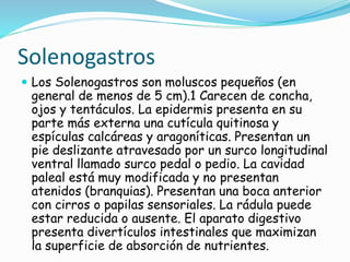 Solenogastros 
 Los Solenogastros son moluscos pequeños (en 
general de menos de 5 cm).1 Carecen de concha, 
ojos y tentáculos. La epidermis presenta en su 
parte más externa una cutícula quitinosa y 
espículas calcáreas y aragoníticas. Presentan un 
pie deslizante atravesado por un surco longitudinal 
ventral llamado surco pedal o pedio. La cavidad 
paleal está muy modificada y no presentan 
atenidos (branquias). Presentan una boca anterior 
con cirros o papilas sensoriales. La rádula puede 
estar reducida o ausente. El aparato digestivo 
presenta divertículos intestinales que maximizan 
la superficie de absorción de nutrientes. 
 
