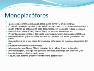 Monoplacóforos 
 
 Son especies marinas dioicas abisales. Entre 2 mm y 3 cm de longitud. 
 Concha formada por una única pieza en forma de cono, con un ápice curvado hacia la 
 región anterior. La cabeza está poco desarrollada, sin tentáculos ni ojos. Boca con 
 tentáculos bucales (táctiles). Pie en forma de ventosa; con estatocisto. 
 Presenta órganos seriados: dos sacos celómicos dorsales; dos sacos pericárdicos 
 con un ventrículo y dos aurículas en cada uno de ellos; dos sacos gonadales; seis 
pares 
 de nefridios; cinco a seis pares de branquias; ocho pares de músculos retractores del 
pie 
 y diez pares de comisuras nerviosas. 
 Alimentación microfágica. El tubo digestivo tiene rádula, órgano subradular 
 (quimiorreceptor), esófago con glándulas salivales, estómago con protostilo y un 
 hepatopáncreas, intestino, recto y ano. 
 Fecundación externa. Desarrollo embrionario desconocido. 
