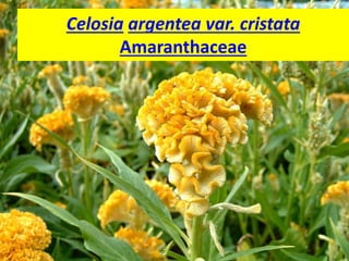 Celosia argentea var. cristata
Amaranthaceae
 