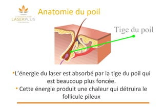 Anatomie du poil L’énergie du laser est absorbé par la tige du poil qui est beaucoup plus foncée. Cette énergie produit une chaleur qui détruira le follicule pileux Tige du poil 