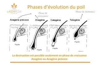 Phases d’évolution du poil La destruction est possible seulement en phase de croissance Anagène ou Anagène précoce Phase de dormance Phase de croissance 