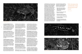 La reineta meridional (Hyla me-
riodionalis) és petita (5-6 cm), d’un
verd lluent i es camufla entre la vege-
tació, on s’enfila gràcies als coixinets
adhesius als extrems dels dits. Té un
cant molt estrident, i quan infla el
sac vocal duplica la seva mida.
A més, pot canviar de color!
La granota verda ibèrica (Pelo-
phylax perezi) és verda o brunenca,
més voluminosa i una bona neda-
dora, tot i que s’alimenta sobretot
fora de l’aigua i pot allunyar-sen
força i colonitzar nous punts
ràpidament. La veurem o sentirem
els vespres d’estiu a les vores del
riu Onyar.
La granota pintada (Discoglossus
pictus) és també de mida mitjana, té
un cos més aplanat i el cap més petit
i triangular que la granota verda.
És de color marró grisós, tot i que
té tres patrons de coloració. És molt
comuna sobretot a les basses que es
formen després de les grans pluges
de primavera.
El tòtil comú (Alytes almogavarii)
és petit, rabassut i molt amagadís.
Sovint el podem trobar lluny de l’ai-
gua. Una característica molt curiosa
és que el mascle transporta els ous
a l’esquena, una escena digna de
veure. A més, el seu cant agut i breu
es pot confondre amb pel del xot,
un petit mussol que també tenim al
municipi. Haurem de prestar molta
atenció a la primavera.
El gripau corredor (Epidalea cala-
mita) és de mida mitjana, rabassut,
verrucós, camacurt i corre enlloc
de saltar, d’aquí el seu nom. Cria en
basses temporals i poc profundes,
sobretot de secà. El podem obser-
var activament les nits plujoses de
primavera per camins envoltats per
camps o a la vora del Celrè.
El gripau comú (Bufo spinosus) és
de mida gran (sobretot les femelles),
i també rabassut i berrugós. El po-
drem veure en ambients on l’aigua
corre amb més freqüència com la
riera del Celrè. A més, com a curiosi-
tat, torna a criar allà on va néixer.
TRITONS I SALAMANDRES
Dinsaquestgrup,elnombred’espè-
ciespresentsperònomenysim-
portants,jaesredueixatres.Elsdos
tritons,elverdielpalmat,ilasalaman-
dra,ambunacoloraciómoltpeculiar.
El tritó verd (Triturus marmoratus)
és un tritó gran, amb la cua aplanada
i acolorit amb tons verdosos que
passa la major part de l’any enterrat
i només va als punts d’aigua pro-
funds i vegetats per reproduir-se.
Haurem d’estar molt atents i atentes
les nits de primavera i estiu, per po-
der veure’ls al voltant de basses amb
vegetació o de la riera del Celrè.
El tritó palmat (Lissotriton helveti-
cus) és de mida petita, cua aplanada i
de tons més marronosos. Els mascles
en zel presenten un filament caudal
i els peus palmats molt característics,
d’aquí el nom de l’espècie. Al ser de
tons més bruns i de mida més petita,
ens costarà més de trobar-los!
La salamandra (Salamandra sala-
mandra) és d’hàbitats més terrestres
i vida nocturna, prefereix boscos
caducifolis humits, on la podem veure
en nits de pluja. Només va a l’aigua (la
femella) per parir les larves ja vives, a
diferència dels tritons, que ponen els
ous. A més, presenten una mida més
gran que els tritons i el color groc i
negre fa que siguin més vistoses.
A Catalunya, a més, podem veure al-
tres espècies d’amfibis com la granota
roja, el gripau d’esperons, l’ofegabous,
el tritó pirinenc i el tritó del Montseny.
Aquest últim és una espècie endèmi-
Granoteta de punts comuna
Pelodytes punctatus
ca del Montseny, és a dir, que de tot el
món només es troba en aquest massís
muntanyós, en una àrea de distribu-
ció molt petita. L’hem de cuidar!
Veiem doncs, que podem observar
una gran riquesa d’espècie d’am-
fibis al nostre territori. Però de les
més de 8.000 espècies descrites, un
terç es troben en perill d’extinció i
vora el 42% estan perdent pobla-
ció. Per aquesta raó, són el grup de
vertebrats més amenaçat del món.
Aquesta situació es deu a diversos
factors d’amenaça com la destrucció
i fragmentació de l’hàbitat, la intro-
ducció d’espècies exòtiques, el canvi
climàtic, la contaminació de les
aigües i l’expansió de malalties infec-
cioses emergents, totes elles lligades
amb l’acció de la nostra espècie. Així
doncs, hem de vetllar perquè aquest
grup d’espècies, part del patrimoni
natural del municipi i també del
nostre país, no desaparegui. I què
podem fer nosaltres per ajudar a
conservar aquestes espècies?
•	 Evitar circular amb vehicles o
vigilar molt els dies de pluja de
tardor i primavera per evitar
atropellaments.
•	 Evitar creuar basses i rieres amb
bicicleta o motocicleta.
•	 Evitar que les nostres mascotes
entrin dins de basses, gorgs i rieres.
•	 Noabocardeixallesnicontaminants
alsambientsaquàtics.
•	 No manipular cap espècie amb
les mans per evitar la transmissió
de malalties.
Tòtil comú Alytes almogavari
Salamandra comuna Salamandra salamandra
Adrià Compte
Són el grup de
vertebrats més
amenaçat del
món"
25
24
 