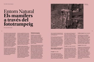 43
42
Els mamífers pertanyen al grup dels
vertebrats. Es caracteritzen per tenir
el cos cobert de pelatge, per néixer
del ventre de la femella i per alimen-
tar les cries amb llet per mitjà de
glàndules mamàries. Són animals de
sang calenta, és a dir, que són capaços
de regular la temperatura del seu cos
perquè es mantingui constant, i res-
piren a través dels pulmons. Segons
el tipus d’alimentació, els podem
classificar en herbívors (s’alimenten
de plantes), carnívors (mengen altres
animals) i omnívors (es nodreixen
tant de carn com de vegetals).
Tot i aquestes característiques més
tècniques, tots i totes més o menys
els sabem identificar, ja que tots els
mamífers terrestres tenen quatre
extremitats, que són molt diverses,
segons la manera de caminar de
cadascun, i generalment tenen el
cos recobert de pèl.
La forma i grandària del cos varien
molt, per exemple, en el nostre país
tenim des de petits mamífers com
els ratolins i les musaranyes, a grans
mamífers com els cérvols o l’os bru.
La musaranya nana pesa entre 1,8
i 3 g i mesura entre 35 i 53 mm, en
canvi un mascle de cérvol pot arribar
a pesar 300 kg. Heu vist mai alguna
d’aquestes dues espècies al nostre
municipi? És fàcil veure mamífers
en directe? Quants n’heu vist durant
l’últim mes al voltant de Quart?
En general, la gran majoria dels
mamífers surten de nit. Ho poden fer
ja que són animals de sang calenta i
poden seguir actius a temperatures
baixes, i per això molts opten per
sortir de nit per evitar els depre-
dadors i fins i tot per escapar de la
calor en determinats mesos de l’any
i evitar la deshidratació. Però els
científics i els naturalistes que fem
estudis de fauna ens les hem empes-
cat per enxampar-los igualment, i
així poder-los estudiar.
El fototrampeig
Fotografiar o veure mamífers a
ull nu no és fàcil. Com he dit, el
caràcter espantadís i els hàbits
nocturns d'aquests animals fan que
calgui actuar sovint com veritables
detectius per detectar-los. El rastreig
és una tècnica que permet obtenir
informació d'un animal a partir de
la identificació i la interpretació de
rastres o senyals.
Però per fer estudis faunístics és molt
útil el fototrampeig, una tècnica d’es-
tudi no invasiva que consisteix en
l’ús d’una càmera petita i de camu-
flatge que es col·loca prèviament a la
zona, i que es dispara tan bon punt
detecta un moviment. La càmera pot
fer fotografia, vídeo o bé totes dues
coses. Són altament autònomes grà-
cies a la llarga durada de les bateries
i la capacitat d'emmagatzematge.
Tot i així calen nocions de compor-
tament de l'animal que es vol trobar
i també del territori per poder ins-
tal·lar les càmeres correctament. A
Entorn Natural
Els mamífers
a través del
fototrampeig
Escrit per Adrià Compte
CULTURA / Entorn Natural
més, es tracta de no intervenir en el
comportament natural dels animals,
de no molestar-los.
Per tant, aquestes càmeres serveixen
per conèixer millor les espècies i
la seva conservació, encara que no
n’hem de fer un mal ús i que pugui
ser perjudicial per als animals salvat-
ges. Actualment a Catalunya s’estan
fent estudis científics de seguiment
d’espècies d’animals, habitualment
mamífers, de difícil detecció, com
el gat fer (Felis silvestris) o el turó
(Mustela putorius).
Quins mamífers terrestres podem
trobar rondant pel municipi?
El senglar (Sus scrofa)
És una espècie present arreu,
inconfusible, amb pelatge dens i
aspre, bru fosc, de vegades gairebé
negre, amb orelles grosses i pelu-
des i musell pla i molt sensible. Els
mascles són solitaris i les femelles
van en grups, amb els garrins de
l’any o cries més grans. Poden
parir tot l’any, però més sovint a la
primavera, i normalment poden
tenir entre 5-9 cries. Són sobretot
nocturns o crepusculars, tot i que
cada vegada els veiem més de
dia, en algunes zones del territo-
ri. La gran massa forestal, que li
ofereix refugi, els conreus que el
proveeixen d’aliment, i la manca
de predadors, han fet que proliferi
molt els últims anys.
El conill (Oryctolagus cuniculus)
És una espècie típicament medi-
terrània, que cria en caus, sovint
colonials. Malgrat la denominació
popular “de bosc”
, el conill evita
els espais arbrats. És una espècie
presa clau en els ecosistemes, és a
dir, que serveix d’aliment a altres
animals més grans que ell. Pot ser
localment molt abundant però
alhora fer-se molt escàs, afectat
per brots de diverses malalties
infeccioses.
La llebre europea (Lepus europaeus)
És més grossa que un conill, amb
més de 4 kg de pes, amb orelles i
potes més llargues. Viu tant en espais
oberts com en boscos, arreu, excepte
en el terç sud del país. No excava
caus, sinó que es refugia en lleus clots
a terra, al descobert. Els mascles fan
vistoses lluites en places o “arenes” i
les femelles pareixen un parell de lle-
bretons, fins a quatre vegades a l’any.
La guineu (Vulpes vulpes)
La guineu és una espècie omnívora
i oportunista, ja que aprofita recur-
sos de tot tipus com ous d’ocells,
cucs, conills, deixalles, talpons,
ratolins i rates, i també alguna
gallina. Té un pelatge variable, en
general rogenc, més gris a l’hivern.
Malgrat la persecució que pateix, té
una gran capacitat de recuperació.
Viu en grups familiars (amb 1-5
cadells de l’any i els d’anys ante-
riors). És nocturna però també pot
sortir de dia.
Càmera de
fototrampeig
 