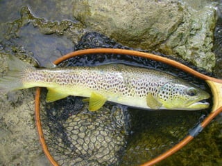 Les 10 premiers ?

Ramener les 10 premiers poissons ?

12

 