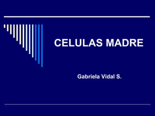 CELULAS MADRE
Gabriela Vidal S.
 