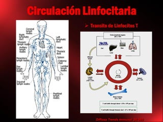 Cels NKT salud_enfermedad | PDF