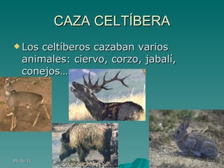 CAZA CELTÍBERA Los celtíberos cazaban varios animales: ciervo, corzo, jabalí, conejos…
