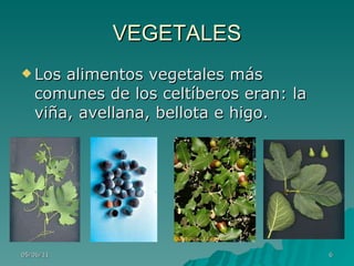 VEGETALES Los alimentos vegetales más comunes de los celtíberos eran: la viña, avellana, bellota e higo.