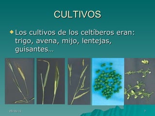 CULTIVOS Los cultivos de los celtíberos eran: trigo, avena, mijo, lentejas, guisantes…