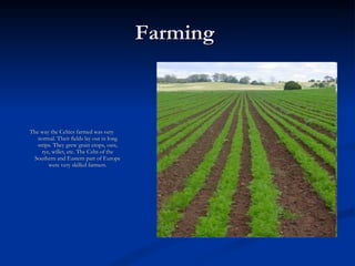 Farming  The way the Celtics farmed was very normal. Their fields lay out in long strips. They grew grain crops, oats, rye, willet, etc. The Celts of the Southern and Eastern part of Europe were very skilled farmers. 