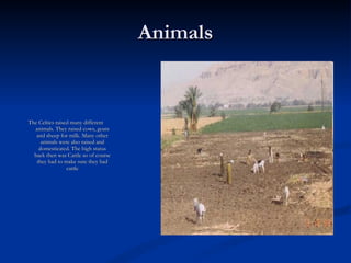 Animals The Celtics raised many different animals. They raised cows, goats and sheep for milk. Many other animals were also raised and domesticated. The high status back then was Cattle so of course they had to make sure they had cattle 