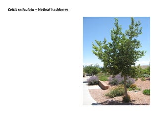 Celtis reticulata – Netleaf hackberry
 