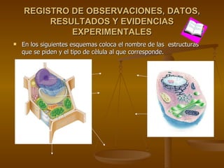 REGISTRO DE OBSERVACIONES, DATOS, RESULTADOS Y EVIDENCIAS EXPERIMENTALES En los siguientes esquemas coloca el nombre de las  estructuras que se piden y el tipo de cèlula al que corresponde. 