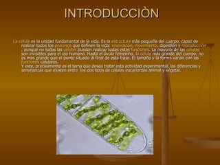 INTRODUCCIÒN La célula  es la unidad fundamental de la vida. Es la  estructura  más pequeña del cuerpo, capaz de realizar todos los  procesos  que definen la vida:  respiración ,  movimiento , digestión y  reproducción , aunque no todas las  células  pueden realizar todas estas  funciones . La mayoría de las  células  son invisibles para el ojo humano. Hasta el óvulo femenino,  la célula  más grande del cuerpo, no es más grande que el punto situado al final de esta frase. El tamaño y la forma varían con las  funciones  celulares. Y este, precisamente es el tema que desea tratar esta actividad experimental, las diferencias y semejanzas que existen entre  los dos tipos de células eucariontes animal y vegetal. 