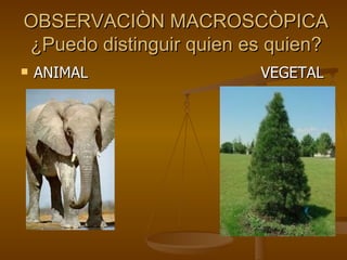 OBSERVACIÒN MACROSCÒPICA ¿Puedo distinguir quien es quien? ANIMAL  VEGETAL 