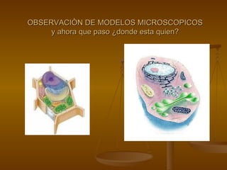 OBSERVACIÒN DE MODELOS MICROSCOPICOS y ahora que paso ¿donde esta quien? 