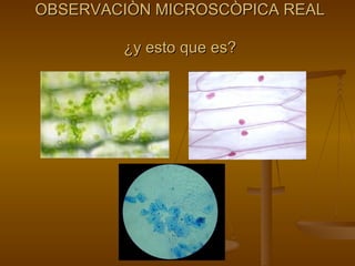 OBSERVACIÒN MICROSCÒPICA REAL ¿y esto que es? 