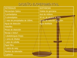DISEÑO EXPERIMENTAL 1 gajo de cebolla 1 rama de  Elodea 1 abatelenguas limpio Videoflex 1 vidrio de reloj Monitor de televisiòn Pinzas de disecciòn Papel filtro 10 mL de soluciòn de jabòn 1 vaso de precipitados de 100mL Agua destilada Aguja de disecciòn Navaja o bisturì 2 goteros 50 mL de alcohol al 70% 3 cubreobjetos Azul de mtileno 3 portaobjetos Violeta de genciana Microscòpio Optico SUSTANCIAS MATERIALES  