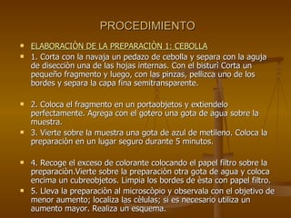 PROCEDIMIENTO ELABORACIÒN DE LA PREPARACIÒN 1: CEBOLLA 1. Corta con la navaja un pedazo de cebolla y separa con la aguja de disecciòn una de las hojas internas. Con el bisturì Corta un pequeño fragmento y luego, con las pinzas, pellizca uno de los bordes y separa la capa fina semitransparente. 2. Coloca el fragmento en un portaobjetos y extiendelo perfectamente. Agrega con el gotero una gota de agua sobre la muestra. 3. Vierte sobre la muestra una gota de azul de metileno. Coloca la preparaciòn en un lugar seguro durante 5 minutos. 4. Recoge el exceso de colorante colocando el papel filtro sobre la preparaciòn.Vierte sobre la preparaciòn otra gota de agua y coloca encima un cubreobjetos. Limpia los bordes de èsta con papel filtro. 5. Lleva la preparaciòn al microscòpio y observala con el objetivo de menor aumento; localiza las cèlulas; si es necesario utiliza un aumento mayor. Realiza un esquema. 