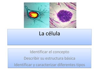 La célula Identificar el concepto Describir su estructura básica Identificar y caracterizar diferentes tipos 