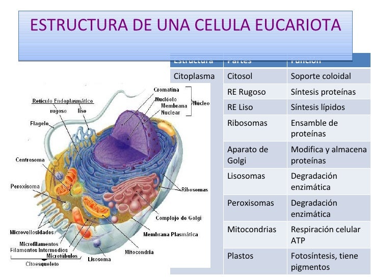 Partes De La Clula Eucariota Y Sus Funciones Consejos