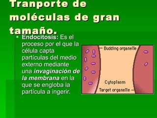 Tranporte de moléculas de gran tamaño. Endocitosis:  Es el proceso por el que la célula capta partículas del medio externo mediante una  invaginación de la membrana  en la que se engloba la partícula a ingerir.  
