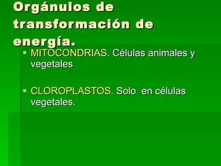 Orgánulos de transformación de energía. MITOCONDRIAS . Células animales y vegetales CLOROPLASTOS . Solo  en células vegetales. 