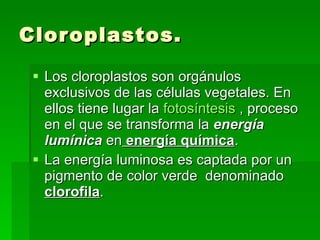 Cloroplastos. Los cloroplastos son orgánulos exclusivos de las células vegetales. En ellos tiene lugar la  fotosíntesis  , proceso en el que se transforma la  energía lumínica  en  energía química . La energía luminosa es captada por un pigmento de color verde  denominado  clorofila . 