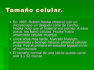 Tamaño celular. En 1665, Robert Hooke observó con un microscopio un delgado corte de corcho. Hooke notó que el material era poroso. A esos poros, los llamó células. Hooke había observado células muertas.  Unos años más tarde, Marcelo Malpighi, anatomista y biólogo italiano, observó células vivas. Fue el primero en estudiar tejidos vivos al microscopio. El tamaño normal de una célula puede variar entr 5 y 50 micras. 