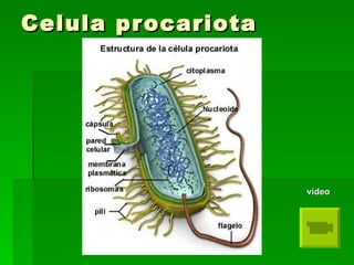 Celula procariota vídeo 