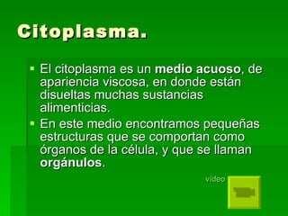 Citoplasma. El citoplasma es un  medio   acuoso , de apariencia viscosa, en donde están disueltas muchas sustancias alimenticias.  En este medio encontramos pequeñas estructuras que se comportan como órganos de la célula, y que se llaman  orgánulos .    vídeo 