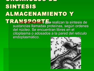 ORGÁNULOS DE SINTESIS ALMACENAMIENTO Y TRANSPORTE. Los  ribosomas , que realizan la síntesis de sustancias llamadas proteínas, según ordenes del núcleo. Se encuentran libres en el citoplasma o adosados a la pared del retículo endoplasmático. 