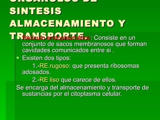 ORGÁNULOS DE SINTESIS ALMACENAMIENTO Y TRANSPORTE. Retículo endoplasmático : Consiste en un conjunto de sacos membranosos que forman cavidades comunicados entre si . Existen dos tipos: 1.- RE.rugoso : que presenta ribosomas adosados. 2.- RE liso  que carece de ellos. Se encarga del almacenamiento y transporte de sustancias por el citoplasma celular. 