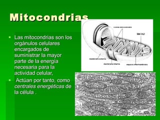 Mitocondrias Las mitocondrias son los orgánulos celulares encargados de suministrar la mayor parte de la energía necesaria para la actividad celular, Actúan por tanto, como  centrales energéticas  de la célula . 