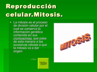 Reproducción celular.Mitosis. La mitosis es el proceso de división celular por el cual se conserva la información genética contenida en sus  cromosomas,  que pasa de esta manera a las sucesivas células a que la mitosis va a dar origen.    vídeo 