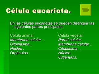 Célula eucariota. ,[object Object],[object Object],[object Object],[object Object],[object Object],[object Object],[object Object]