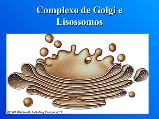 Complexo de Golgi e Lisossomos 