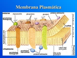 Membrana Plasmática 