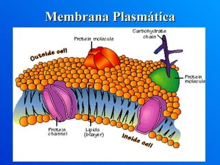 Membrana Plasmática 