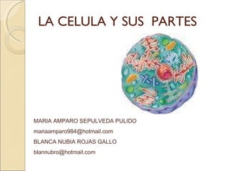 LA CELULA Y SUS  PARTES MARIA AMPARO SEPULVEDA PULIDO [email_address] BLANCA NUBIA ROJAS GALLO [email_address] 