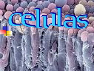 celulas 