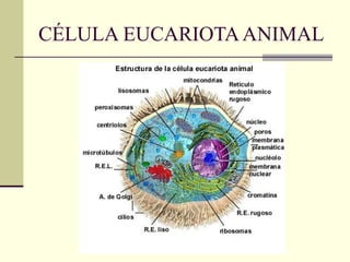 CÉLULA EUCARIOTA ANIMAL 