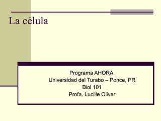 La célula Programa AHORA  Universidad del Turabo – Ponce, PR Biol 101 Profa. Lucille Oliver 