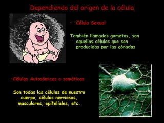 Dependiendo del origen de la célulaCélula Sexual: También llamados gametos, son aquellas células que son producidas por las gónadas (Ovario y testículo).Células Autosómicas o somáticas:Son todas las células de nuestro cuerpo, células nerviosas, musculares, epiteliales, etc.
