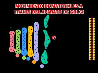 MOVIMIENTO DE MATERIALES A TRAVES DEL APARATO DE GOLGI