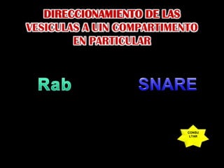 DIRECCIONAMIENTO DE LAS VESICULAS A UIN COMPARTIMENTOEN PARTICULARRabSNARECONSULTAR