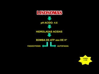 LISOSOMASpH ACIDO: 4.6HIDROLASAS ACIDASBOMBA DE ATP asa DE H+FAGOCITOSISAUTOFAGIACONSULTAR