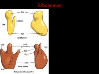 RibosomasSu función principal es la síntesis de proteínas, están constituidos por dos sub-unidades 30S y 50S.La composición de los ribosomas es de ARN (aproximadamente un 63%) y de proteínas (37% aproximadamente) 