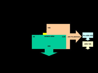 ORIGEN DE LOS RIBOSOMAS18SPre ARN 45SGENES ARNr5S5,8SARN POLIMERASA IARN 18S28SSUBUNIDAD 40SSUBUNINAD 60S