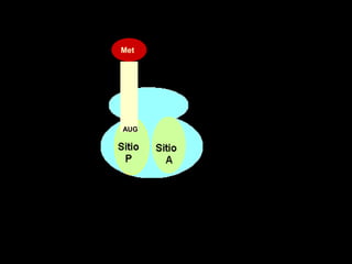MetAUGsitio del peptidil - ARNtSitio aminoacilo - ARNt
